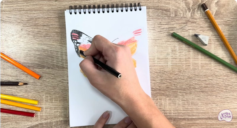 Рисуем Малинница обыкновенная