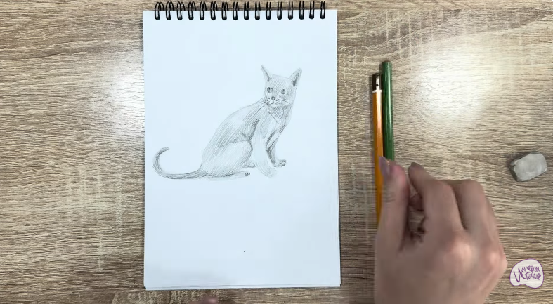 Рисуем Кот породы "Корат"