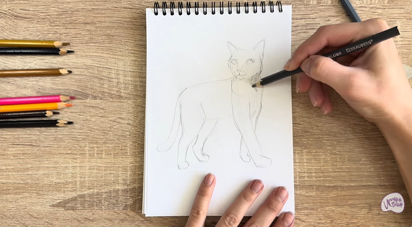 Рисуем Кошка Бурмилла