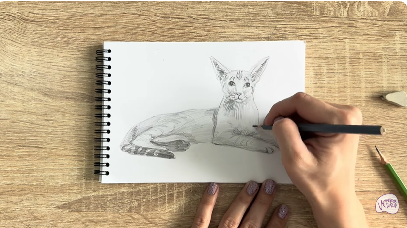 Рисуем Ориентальная кошка