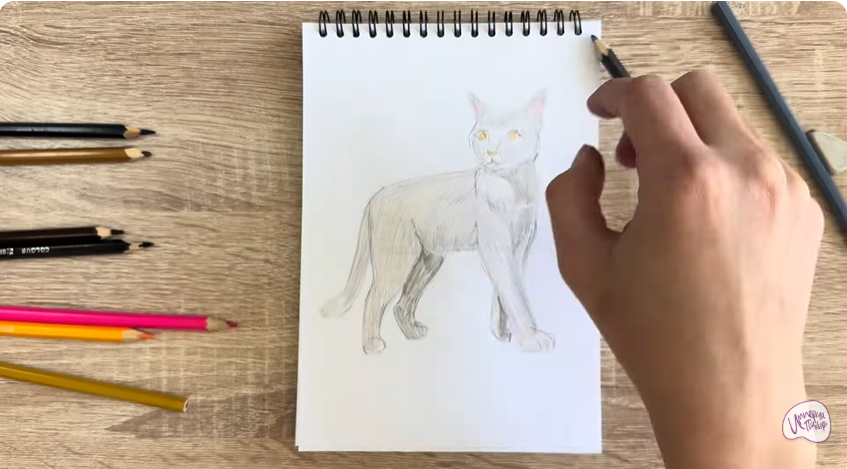Рисуем Кошка Бурмилла