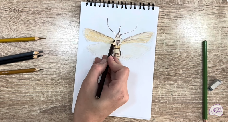 Рисуем Огнёвка зерновая