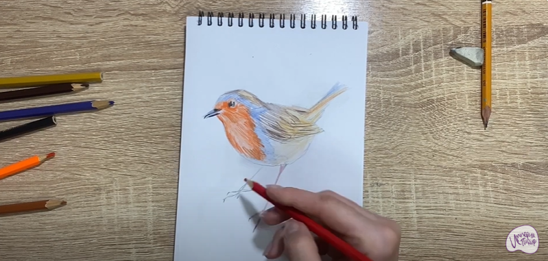 Рисуем Птичка "Зарянка"