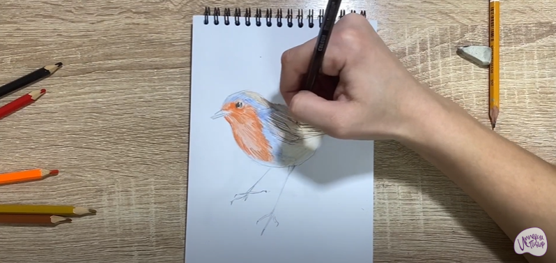 Рисуем Птичка "Зарянка"