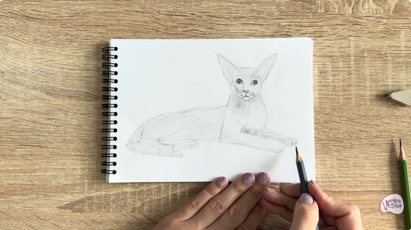 Рисуем Ориентальная кошка