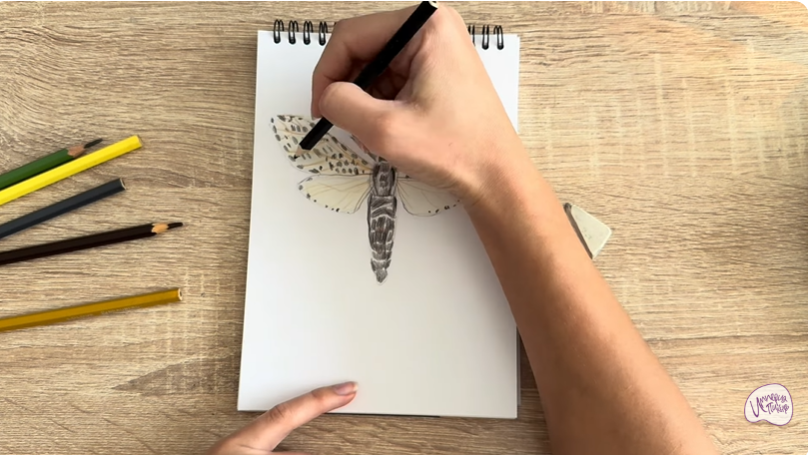 Рисуем Древесница въедливая