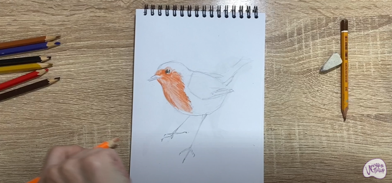Рисуем Птичка "Зарянка"