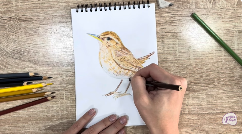 Рисуем Крапивник