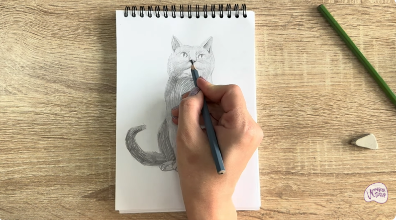 Рисуем Кот породы Шартрез