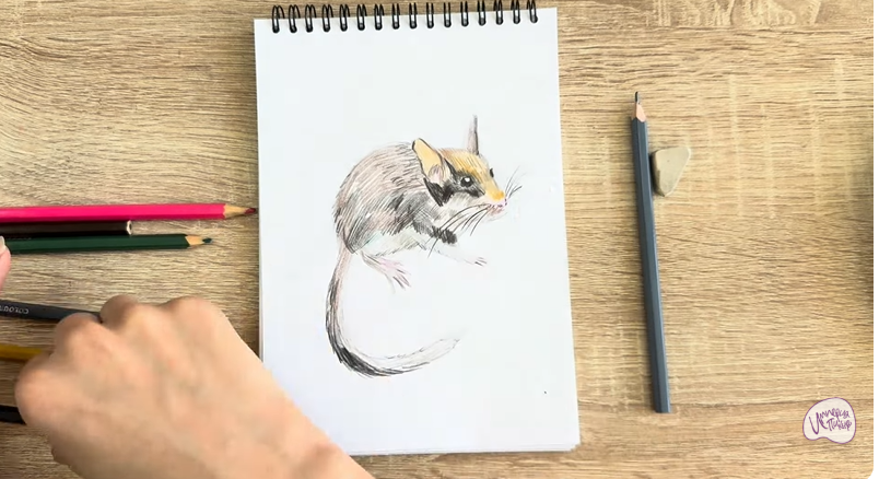 Рисуем Садовая соня