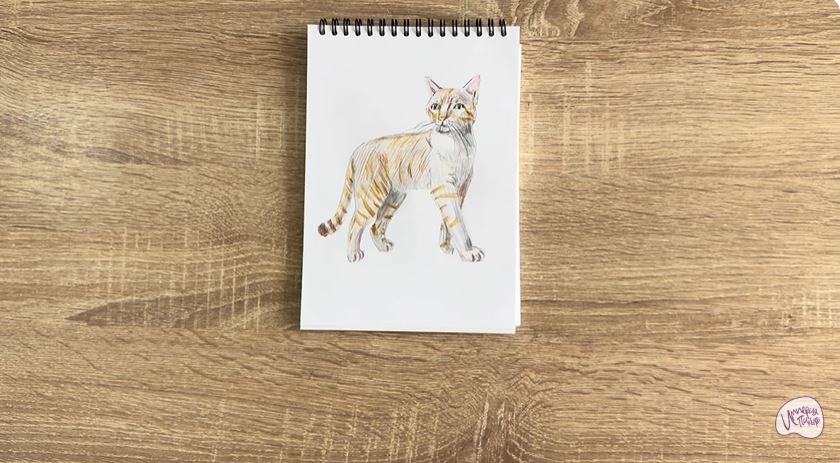 Рисуем Кошка Бурмилла