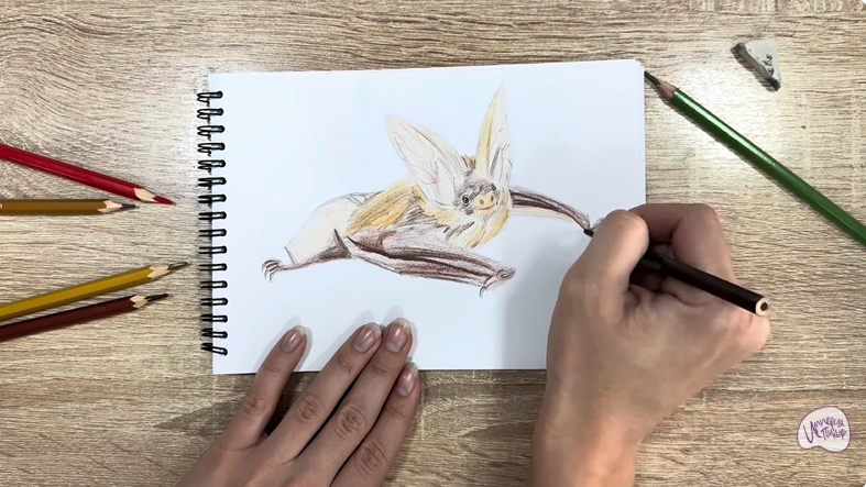 Рисуем Бурый ушан