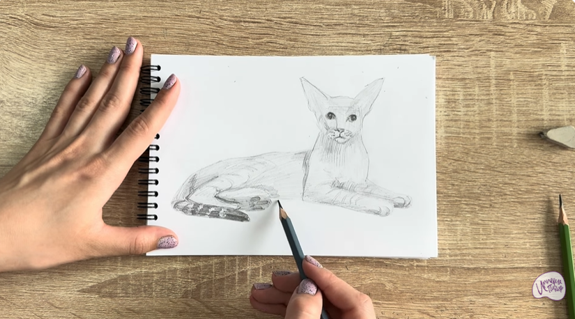 Рисуем Ориентальная кошка