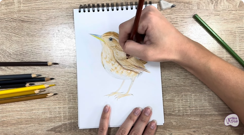 Рисуем Крапивник