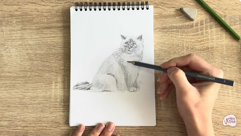 Рисуем Кошка породы Рэгдолл