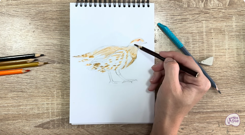 Рисуем Канадская дикуша