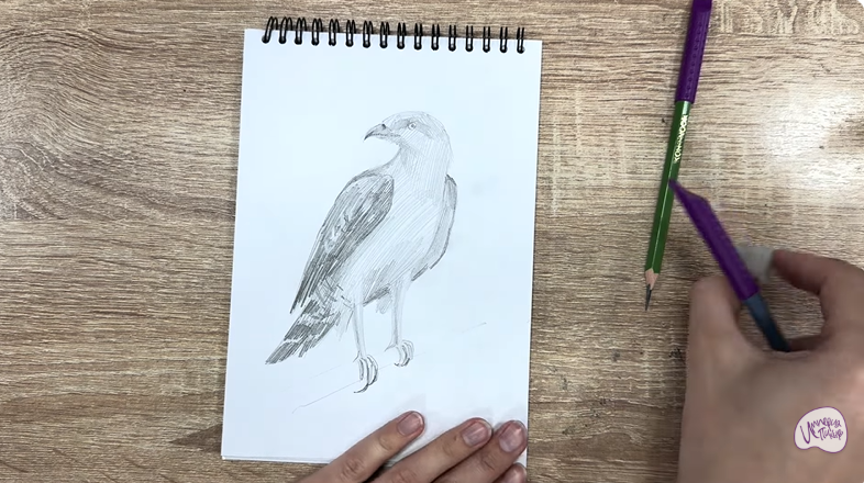 Рисуем Хохлатый осоед