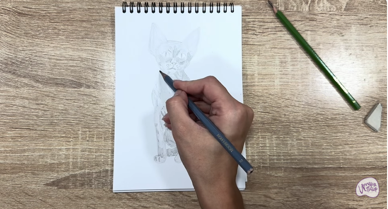 Рисуем Девон Рекс