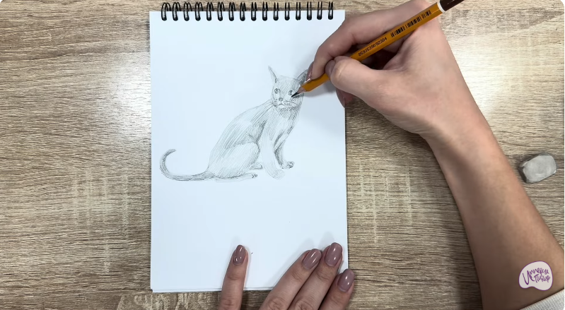 Рисуем Кот породы "Корат"