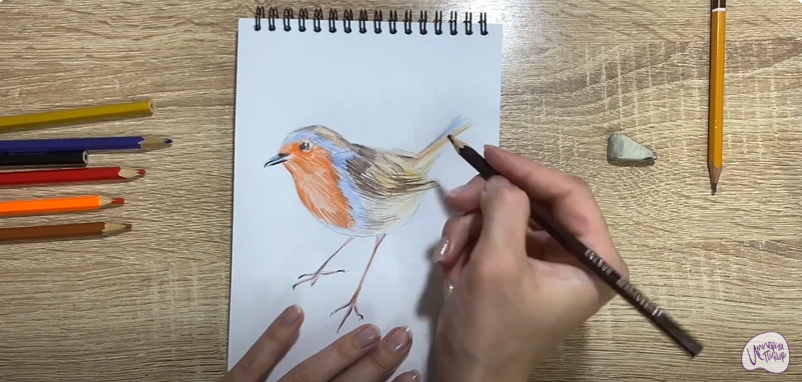 Рисуем Птичка "Зарянка"