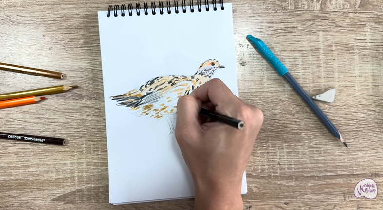 Рисуем Канадская дикуша