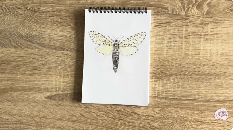 Рисуем Древесница въедливая