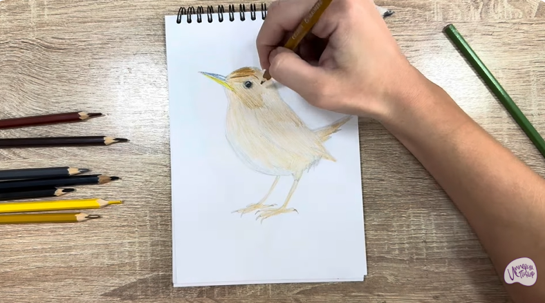 Рисуем Крапивник