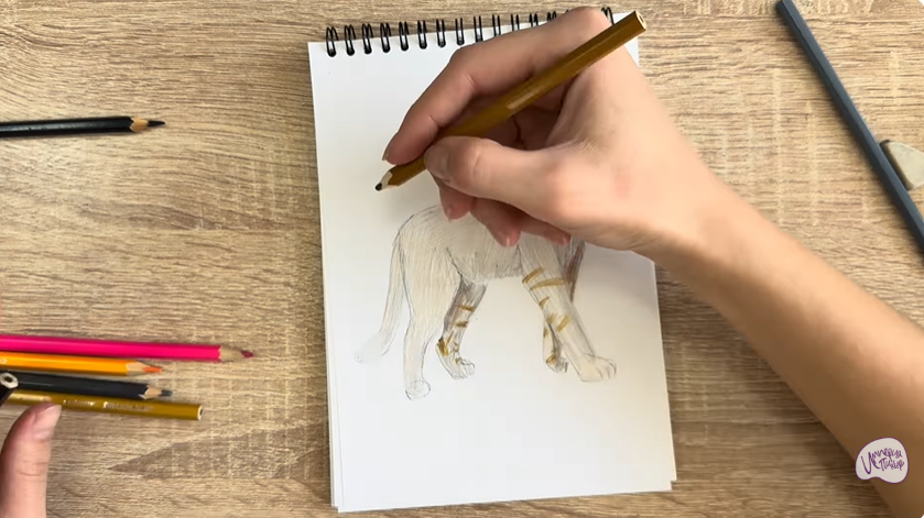 Рисуем Кошка Бурмилла