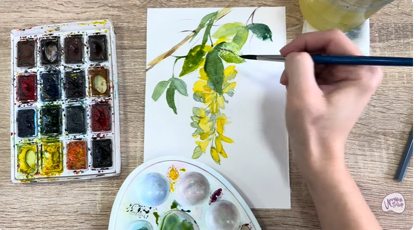 Рисуем Ветка бобовника