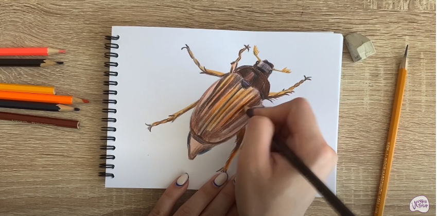 Рисуем Майский жук