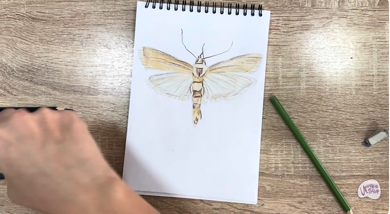 Рисуем Огнёвка зерновая