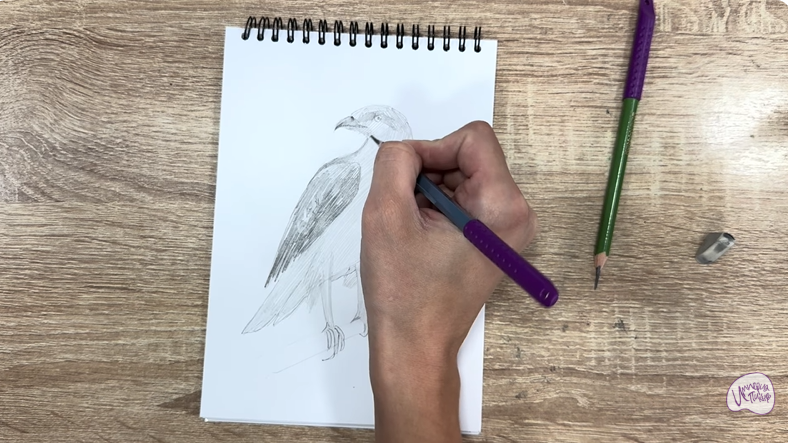 Рисуем Хохлатый осоед