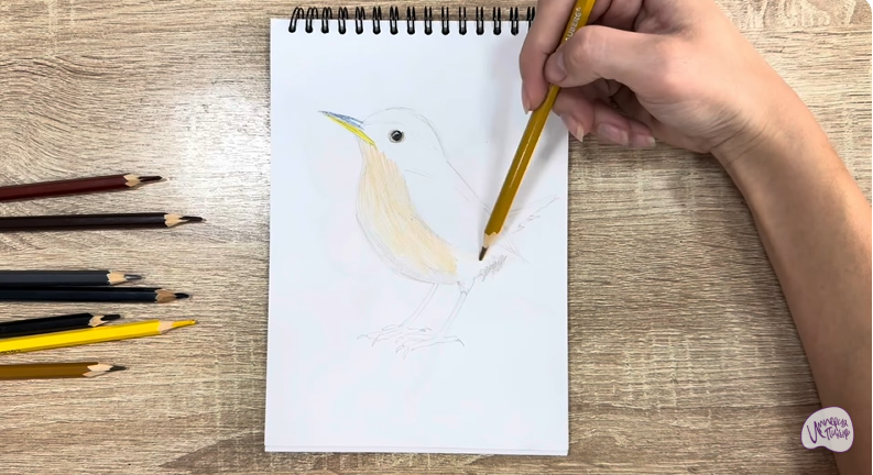 Рисуем Крапивник