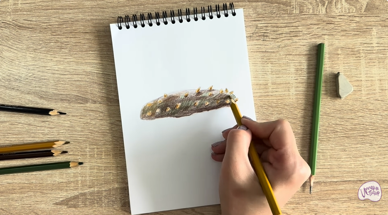 Рисуем Голотурия