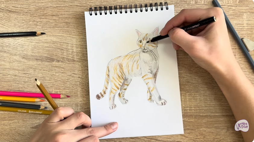 Рисуем Кошка Бурмилла