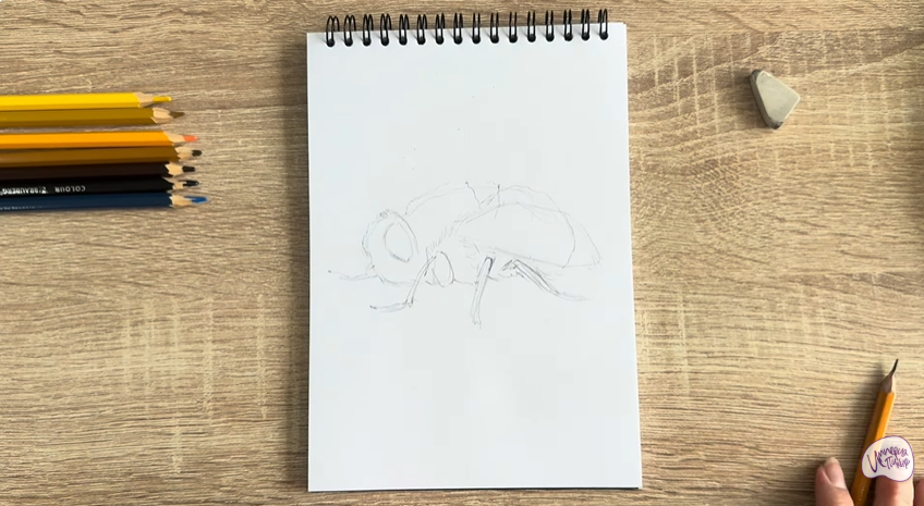 Рисуем Овод