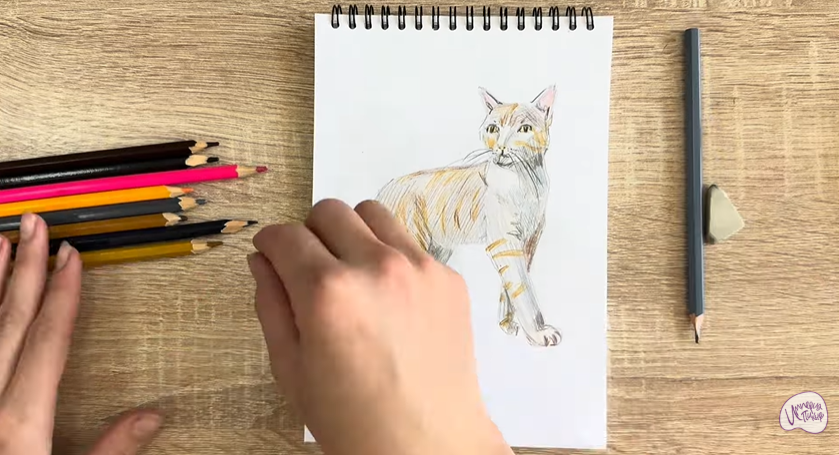 Рисуем Кошка Бурмилла