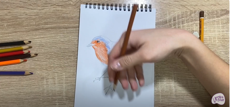 Рисуем Птичка "Зарянка"