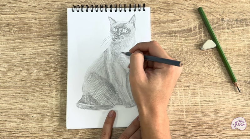 Рисуем Бурманский кот