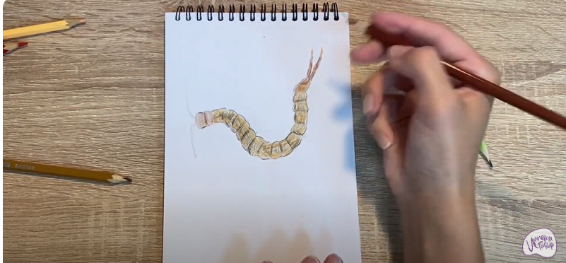 Рисуем Сколопендра