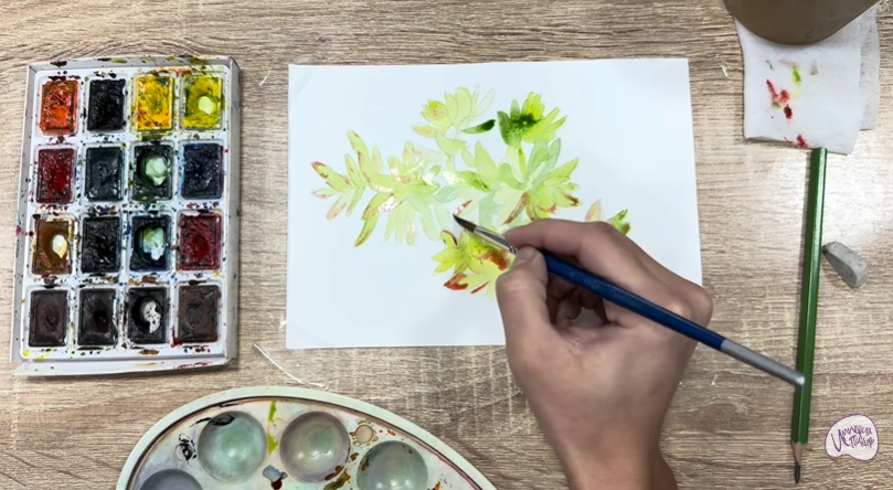 Рисуем Очиток