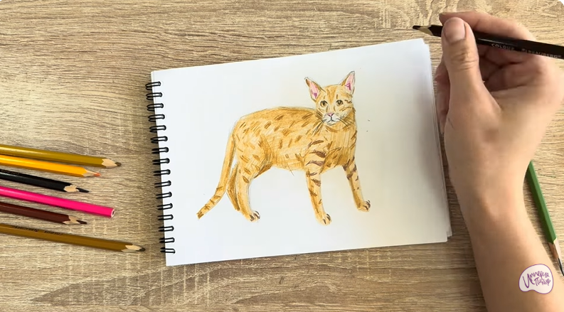 Рисуем Кот породы Оцикет