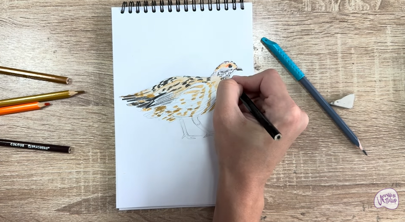 Рисуем Канадская дикуша