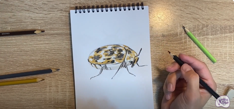 Рисуем Кожеед