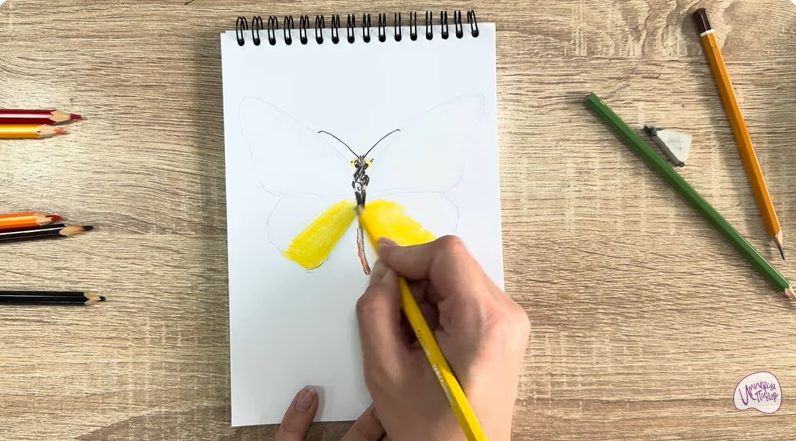 Рисуем Малинница обыкновенная