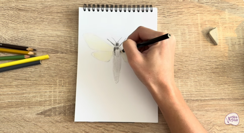 Рисуем Древесница въедливая