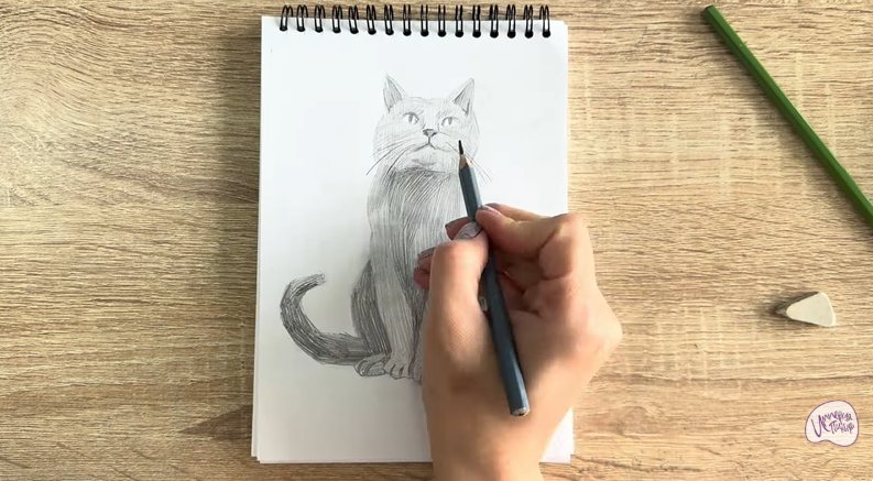 Рисуем Кот породы Шартрез