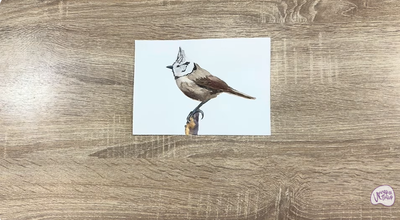 Рисуем Хохлатая синица