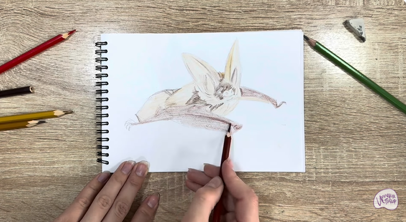 Рисуем Бурый ушан