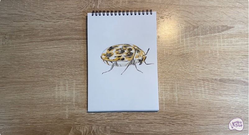 Рисуем Кожеед